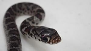 A southern black racer snake slithered out of a man’s backpack when he arrived on Maui.(Facebook/@Hawaii Department of Agriculture) A southern black racer snake slithered out of a man’s backpack when he arrived on Maui.(Facebook/@Hawaii Department of Agriculture)