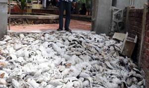 Residents were shocked to see hundreds of dead fish floating on the Khidkali lake in Mumbra.(Rishikesh Choudhary/HT) Residents were shocked to see hundreds of dead fish floating on the Khidkali lake in Mumbra.(Rishikesh Choudhary/HT)