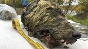 Experts believe the wolf roamed the earth about 40,000 years ago, but thanks to Siberia's frozen permafrost its brain, fur, tissues and even its tongue have been perfectly preserved.(AP Photo) Experts believe the wolf roamed the earth about 40,000 years ago, but thanks to Siberia's frozen permafrost its brain, fur, tissues and even its tongue have been perfectly preserved.(AP Photo)