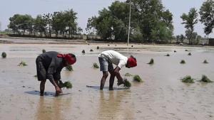 Despite efforts by government officials, farmers in Punjab’s Moga district are firm on sowing paddy in more than 1.77 lakh hectares of land.(HT Photo) Despite efforts by government officials, farmers in Punjab’s Moga district are firm on sowing paddy in more than 1.77 lakh hectares of land.(HT Photo)