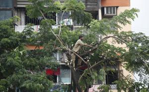 The BMC planned to cut 130 dead or dangerous trees ahead of this monsoon.(Hindustan Times) The BMC planned to cut 130 dead or dangerous trees ahead of this monsoon.(Hindustan Times)