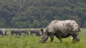 The number of rhinos in Jalpapara and Gorumara landscapes are 237 and 52 respectively.(AP File Photo/ Representative image) The number of rhinos in Jalpapara and Gorumara landscapes are 237 and 52 respectively.(AP File Photo/ Representative image)