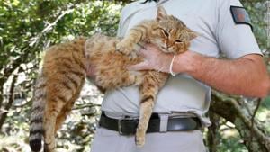 With advanced photographic and physical traps, the researchers captured their first “cat-fox” in 2016.(Twitter/@maryhbnguyen) With advanced photographic and physical traps, the researchers captured their first “cat-fox” in 2016.(Twitter/@maryhbnguyen)