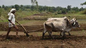 The Central government is reportedly planning a big boost for the rural and farm economy in its first budget(Mujeeb Faruqui/HT Photo) The Central government is reportedly planning a big boost for the rural and farm economy in its first budget(Mujeeb Faruqui/HT Photo)