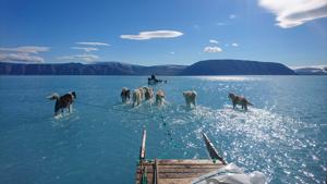 A June 13, 2019 hand out image photographed by Steffen Olsen of the Centre for Ocean and Ice at the Danish Meteoroligical Institute shows sled dogs wading through standing water on the sea ice during an expedition in North Western Greenland(AFP) A June 13, 2019 hand out image photographed by Steffen Olsen of the Centre for Ocean and Ice at the Danish Meteoroligical Institute shows sled dogs wading through standing water on the sea ice during an expedition in North Western Greenland(AFP)
