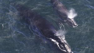 For the first time, scientists have recorded singing by one of the rarest whales on Earth, and it just might be looking for a date.(AP/Representative Image) For the first time, scientists have recorded singing by one of the rarest whales on Earth, and it just might be looking for a date.(AP/Representative Image)