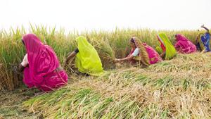 The Budget is expected to push farm and non-farm rural infrastructure and, within agriculture.(HT file photo) The Budget is expected to push farm and non-farm rural infrastructure and, within agriculture.(HT file photo)