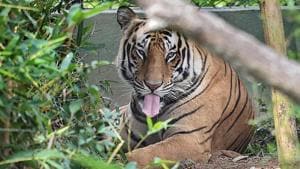 Sariska Tiger Reserve now has 15 big cats, of which seven are female, three male and five cubs.(PTI File Photo/ Representive Image)