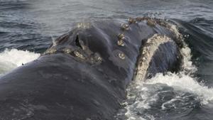 After researching for over 8 years, scientists detected four distinct songs by right whales.(AP File Photo) After researching for over 8 years, scientists detected four distinct songs by right whales.(AP File Photo)