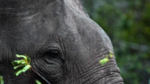 A female elephant died after being hit by a goods train in Odisha’s district, officials said, taking the death toll of the animals to 16 this year.(AFP/Representative Image) A female elephant died after being hit by a goods train in Odisha’s district, officials said, taking the death toll of the animals to 16 this year.(AFP/Representative Image)