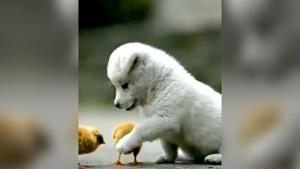 Till now, the video has garnered over 57,000 views – and counting.(Twitter/@PDChina) Till now, the video has garnered over 57,000 views – and counting.(Twitter/@PDChina)