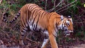 The Supreme Court Friday stayed the construction of a road passing through corridor between Rajaji and Corbett Tiger Reserves in Uttarakhand, noting that there were “numerous” violations of the forest conservation act.(HT PHOTO/Nihi Sharma) The Supreme Court Friday stayed the construction of a road passing through corridor between Rajaji and Corbett Tiger Reserves in Uttarakhand, noting that there were “numerous” violations of the forest conservation act.(HT PHOTO/Nihi Sharma)