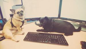 Every year, June 21 is celebrated as “Take Your Dog To Work Day.”(Twitter/@suitcasebecky) Every year, June 21 is celebrated as “Take Your Dog To Work Day.”(Twitter/@suitcasebecky)