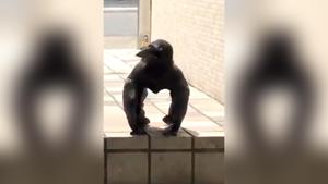 Shared by @keita_simpson on June 20, the video has already gathered about 112,000 retweets.(Twitter/@keita_simpson) Shared by @keita_simpson on June 20, the video has already gathered about 112,000 retweets.(Twitter/@keita_simpson)