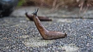 Twenty-six trains were cancelled due to the power outrage caused by a slug (representational image).(Pixaby/@Michel_van_der_Vegt) Twenty-six trains were cancelled due to the power outrage caused by a slug (representational image).(Pixaby/@Michel_van_der_Vegt)