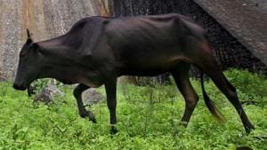 The Haryana government on Tuesday approved the addition of stricter provisions to a 2015 anti-cow slaughter law, authorising the police to seize a vehicle involved in the transportation of animals for slaughtering and search the premises used for such a purpose, according to a government statement. The Haryana government on Tuesday approved the addition of stricter provisions to a 2015 anti-cow slaughter law, authorising the police to seize a vehicle involved in the transportation of animals for slaughtering and search the premises used for such a purpose, according to a government statement.