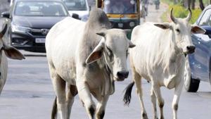 Two persons were allegedly assaulted by a mob in Haryana’s Gurgaon district on the suspicion of smuggling cattle.(Sunil Ghosh/ HT Fiule Photo/Representative Image) Two persons were allegedly assaulted by a mob in Haryana’s Gurgaon district on the suspicion of smuggling cattle.(Sunil Ghosh/ HT Fiule Photo/Representative Image)