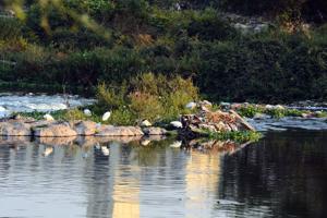 Mula-Mutha river records 42 mg/l chemical oxygen demand (COD). At the same time, the nitrate level in the Mula-Mutha is recorded at 2.41mg/l, almost double the safe limit (1 mg/l ).(Shankar Narayan/HT PHOTO) Mula-Mutha river records 42 mg/l chemical oxygen demand (COD). At the same time, the nitrate level in the Mula-Mutha is recorded at 2.41mg/l, almost double the safe limit (1 mg/l ).(Shankar Narayan/HT PHOTO)