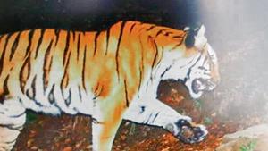 The present spotting of tiger at 3,400m is likely to be the highest in the country.(Photo: Special arrangement) The present spotting of tiger at 3,400m is likely to be the highest in the country.(Photo: Special arrangement)