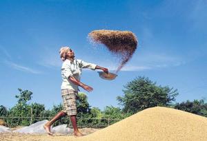 Though the wheat purchase did drop in UP under the present government this year, it is still much higher than wheat purchase being done before the current regime came to power.(Representative image) Though the wheat purchase did drop in UP under the present government this year, it is still much higher than wheat purchase being done before the current regime came to power.(Representative image)