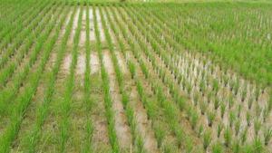 A report available with the agriculture department shows that of the total 75 districts, 51 districts have received only scanty rainfall that is below 40% of the normal, while seven districts are still waiting for the rains to hit them.(Representative image) A report available with the agriculture department shows that of the total 75 districts, 51 districts have received only scanty rainfall that is below 40% of the normal, while seven districts are still waiting for the rains to hit them.(Representative image)