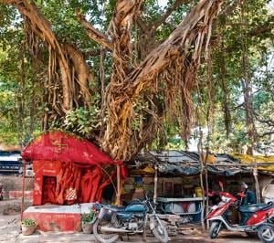In the shade of the mighty banyan.(Getty Images) In the shade of the mighty banyan.(Getty Images)