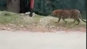The leopard was later captured and is presently under observation.(Facebook/@The Travel Mates) The leopard was later captured and is presently under observation.(Facebook/@The Travel Mates)