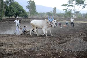 According to the recent data published by the Census of India, 71% Dalits are landless labourers who work on land they do not own.(Ravindra Joshi/HT PHOTO) According to the recent data published by the Census of India, 71% Dalits are landless labourers who work on land they do not own.(Ravindra Joshi/HT PHOTO)