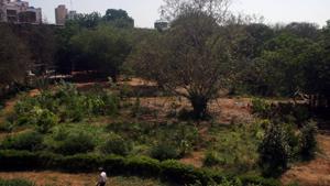 Maharashtra Nature Park is an example of an urban forest(HT Photo) Maharashtra Nature Park is an example of an urban forest(HT Photo)