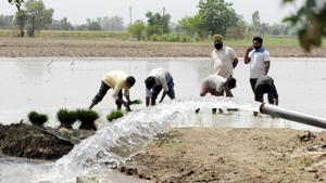 Punjab farmers’ over-dependence on water-guzzler paddy is one of the major reasons of depleting groundwater level.(Pardeep Pandit/ / HT Photo) Punjab farmers’ over-dependence on water-guzzler paddy is one of the major reasons of depleting groundwater level.(Pardeep Pandit/ / HT Photo)
