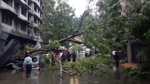 A tree that collapsed due to rains, at Tilak Nagar in Mumbai’s Chembur.(Kunal Patil / HT Photo) A tree that collapsed due to rains, at Tilak Nagar in Mumbai’s Chembur.(Kunal Patil / HT Photo)
