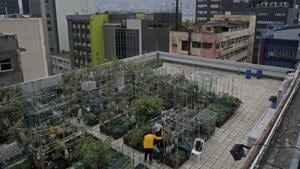 Persons having not less than 300 square feet area on roof top would be eligible for Bihar government’s roof-top farming project.(AP File / Photo used for representational purpose only) Persons having not less than 300 square feet area on roof top would be eligible for Bihar government’s roof-top farming project.(AP File / Photo used for representational purpose only)