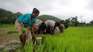 The critical issues facing agriculture are well-known. The Union Budget fails to address them(Hindustan Times) The critical issues facing agriculture are well-known. The Union Budget fails to address them(Hindustan Times)