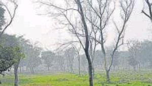 Aiming to increase green cover, the Ghaziabad development authority (GDA) has come up with the concept of developing ‘tiny forests’ in the city. Aiming to increase green cover, the Ghaziabad development authority (GDA) has come up with the concept of developing ‘tiny forests’ in the city.