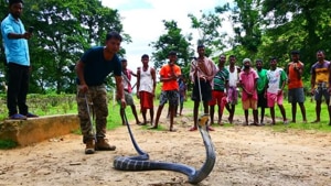 The snake was later released in Suwang Reserve Forest.(Twitter/@ANI) The snake was later released in Suwang Reserve Forest.(Twitter/@ANI)