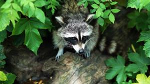Spring River Park and Zoo staffers believe only the raccoon might have ventured into a visitor area.(Representational Image) Spring River Park and Zoo staffers believe only the raccoon might have ventured into a visitor area.(Representational Image)