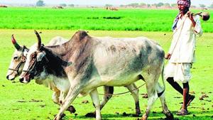 The shortfall was the most severe in the major pulse-producing states of Madhya Pradesh (shortfall of 88% over the normal sown area), Karnataka (82%), Maharashtra (93%) and Rajasthan (52%).(HTFile) The shortfall was the most severe in the major pulse-producing states of Madhya Pradesh (shortfall of 88% over the normal sown area), Karnataka (82%), Maharashtra (93%) and Rajasthan (52%).(HTFile)