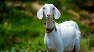 Goats bleat to reveal their emotions to friends.(Unsplash) Goats bleat to reveal their emotions to friends.(Unsplash)
