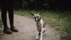Owners were asked to fill out an anonymous questionnaire on their awareness of pet blood donation, whether they would be happy for their pet to donate blood if suitable, and motivations and concerns about their pet taking part in blood donation.(Unsplash) Owners were asked to fill out an anonymous questionnaire on their awareness of pet blood donation, whether they would be happy for their pet to donate blood if suitable, and motivations and concerns about their pet taking part in blood donation.(Unsplash)