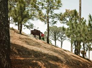 A woman leading cattle through the hills of Kumaon in Uttarakhand.(LightRocket via Getty Images) A woman leading cattle through the hills of Kumaon in Uttarakhand.(LightRocket via Getty Images)