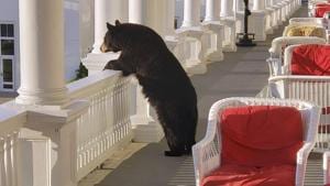 A black bear peers over a railing on the back veranda at the Omni Mount Washington Resort.(AP File Photo) A black bear peers over a railing on the back veranda at the Omni Mount Washington Resort.(AP File Photo)