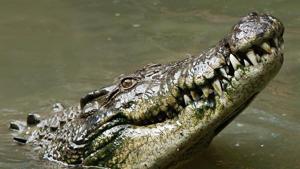 An alligator latched onto a dog (representational image).(Unsplash/@vaun0815) An alligator latched onto a dog (representational image).(Unsplash/@vaun0815)