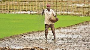 A farmer works in a rice field on the outskirts of Gauhati on Wednesday.(AP Photo) A farmer works in a rice field on the outskirts of Gauhati on Wednesday.(AP Photo)