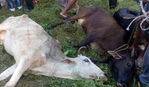 At least 25 cattle were killed and 35 injured after a truck in which they were being illegally transported overturned in Odisha’s coastal Balasore district early on Monday At least 25 cattle were killed and 35 injured after a truck in which they were being illegally transported overturned in Odisha’s coastal Balasore district early on Monday