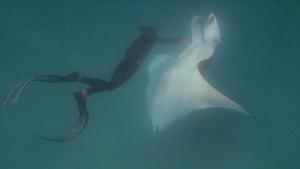 Manta rays are considered one of the most intelligent underwater creatures .(Facebook/Monty Halls) Manta rays are considered one of the most intelligent underwater creatures .(Facebook/Monty Halls)