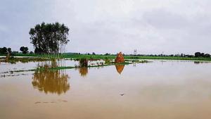 Crops submerged in rainwater in Yamunanagar on Monday, July 15, 2019.(HT Photo) Crops submerged in rainwater in Yamunanagar on Monday, July 15, 2019.(HT Photo)