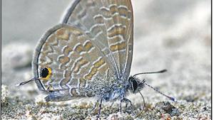 Common Lineblue Common Lineblue