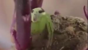 This bizarre creature has left several people on the Internet stunned(Twitter/@PDChina) This bizarre creature has left several people on the Internet stunned(Twitter/@PDChina)