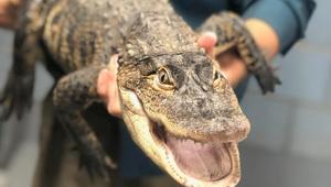 An American alligator measuring over five feet long, captured in a Chicago(REUTERS) An American alligator measuring over five feet long, captured in a Chicago(REUTERS)