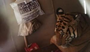 The photograph of a Royal Bengal tiger lying on a bed at a house near Kaziranga national park in Assam is being widely shared on Twitter.(Wildlife Trust of India/Twitter) The photograph of a Royal Bengal tiger lying on a bed at a house near Kaziranga national park in Assam is being widely shared on Twitter.(Wildlife Trust of India/Twitter)